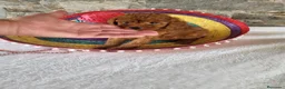 Caniche Toy perros en venta: Caniches - Anuncio 1