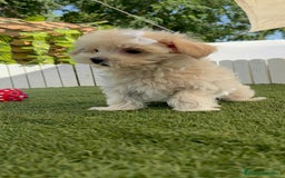 Maltipoo perros en venta: MALTIPOO  - Imagen 15