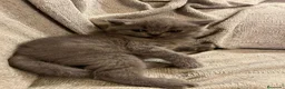 Británico de Pelo Corto gatos en venta: Gatitos British shorthair - Anuncio 3