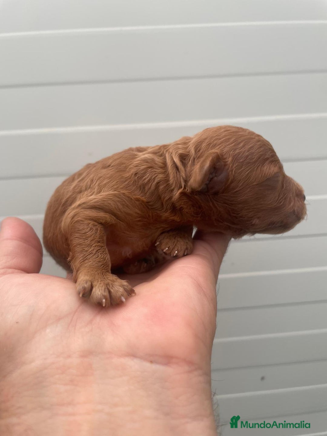 Caniche Toy perros en venta: caniche rojo - Anuncio 1