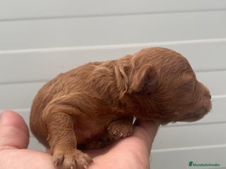 Caniche Toy perros caniche rojo - Anuncio 2