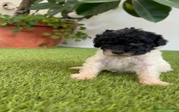 Perro de Agua Español perros en venta: PERRO DE AGUA ESPAÑOL HEMBRA - Imagen 1