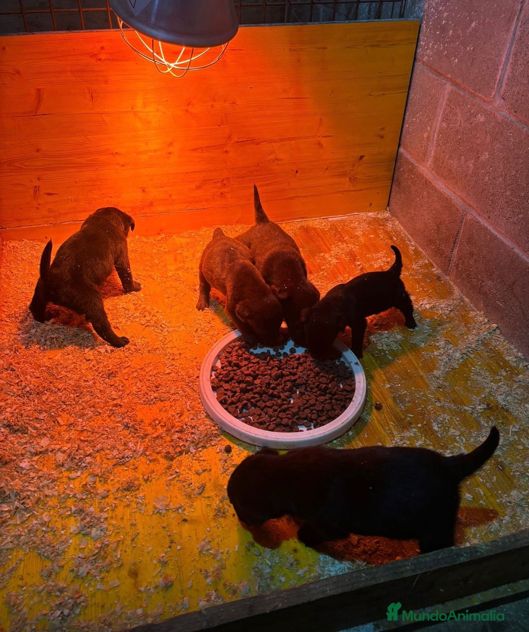 Labrador Retriever perros en venta: Labrador retriever  - Anuncio 3