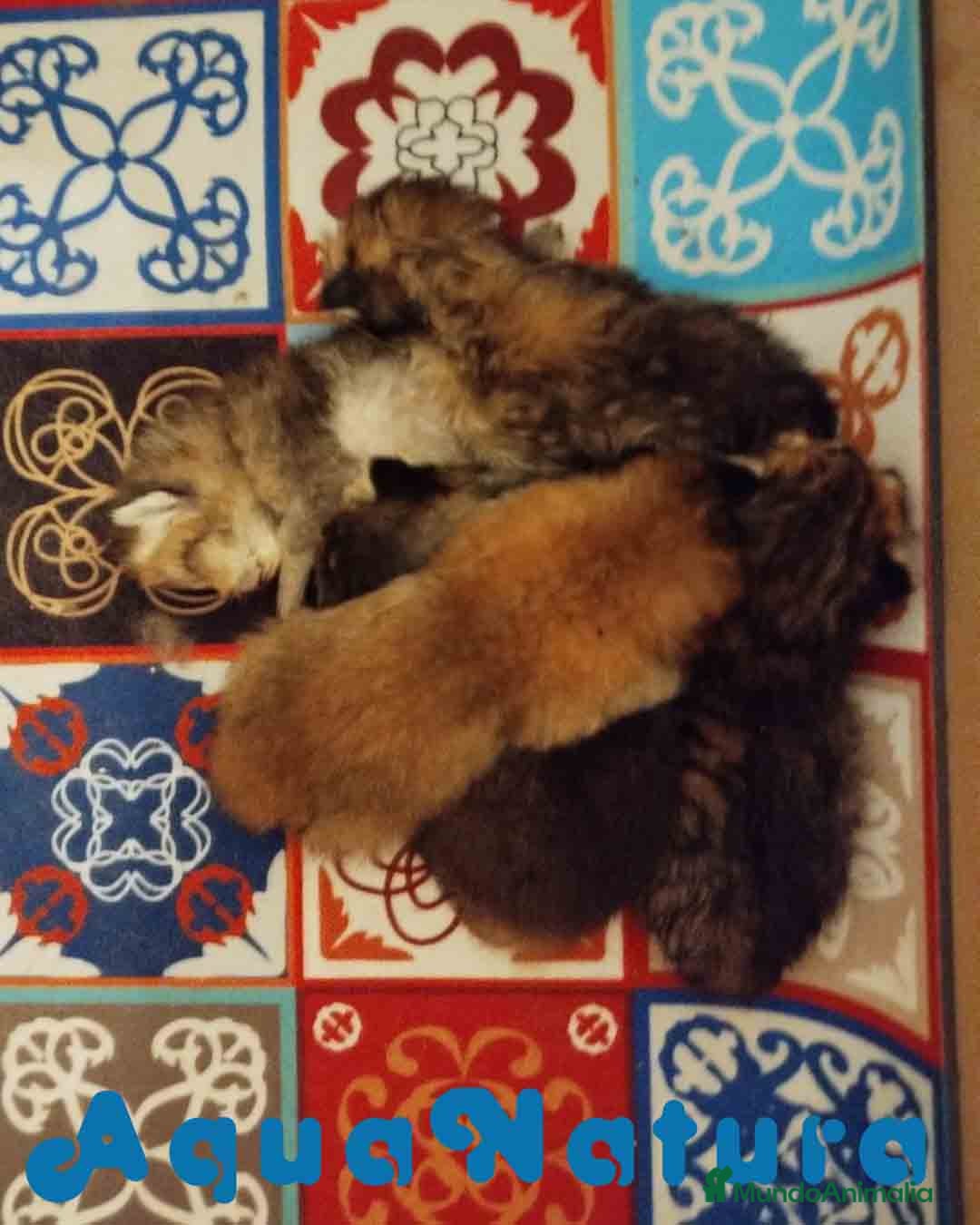 Británico de Pelo Corto gatos en venta: Camada British y Scottish Fold Shorthair - Imagen 3