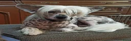 Otras razas gatos en venta: Gatitos crestados  - Anuncio 6