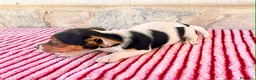 Jack Russell Terrier perros en venta: Jack Russell terrier  - Anuncio 11
