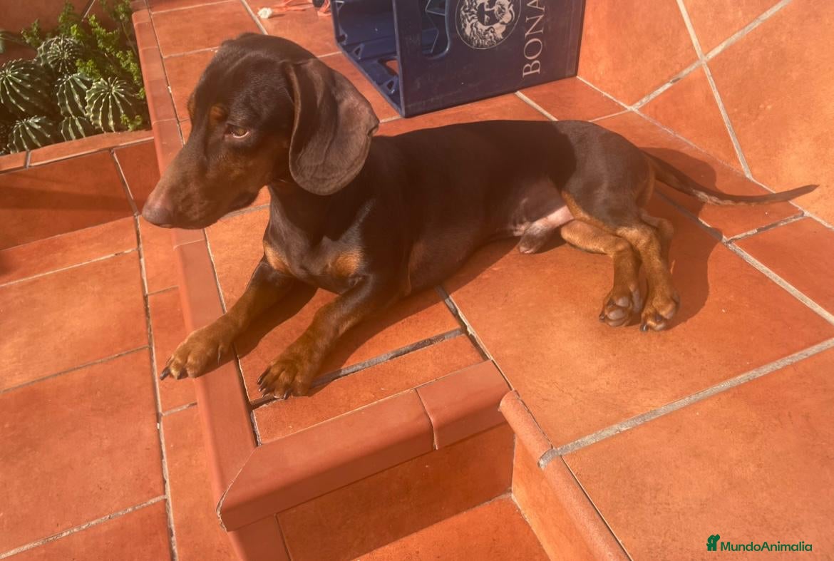 Teckel perros Teckel chocolate mini para montas en Sevilla - Anuncio 24