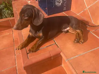 Teckel perros Teckel chocolate mini para montas en Sevilla - Anuncio 10
