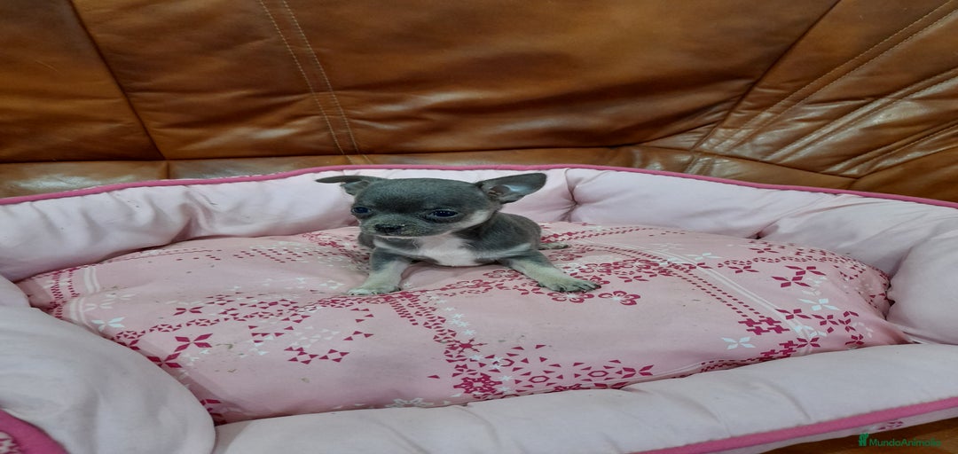 Imagen de galería {{count}}