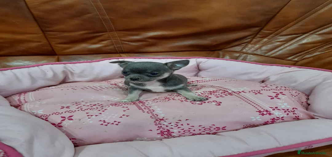 Imagen de galería {{count}}