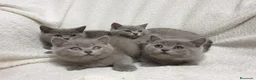 Británico de Pelo Corto gatos en venta: British shorthair  - Anuncio 3