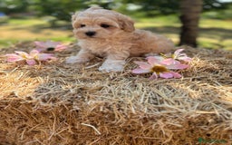 Maltipoo perros en venta: Maltipoo Macho disponible !! - Imagen 3