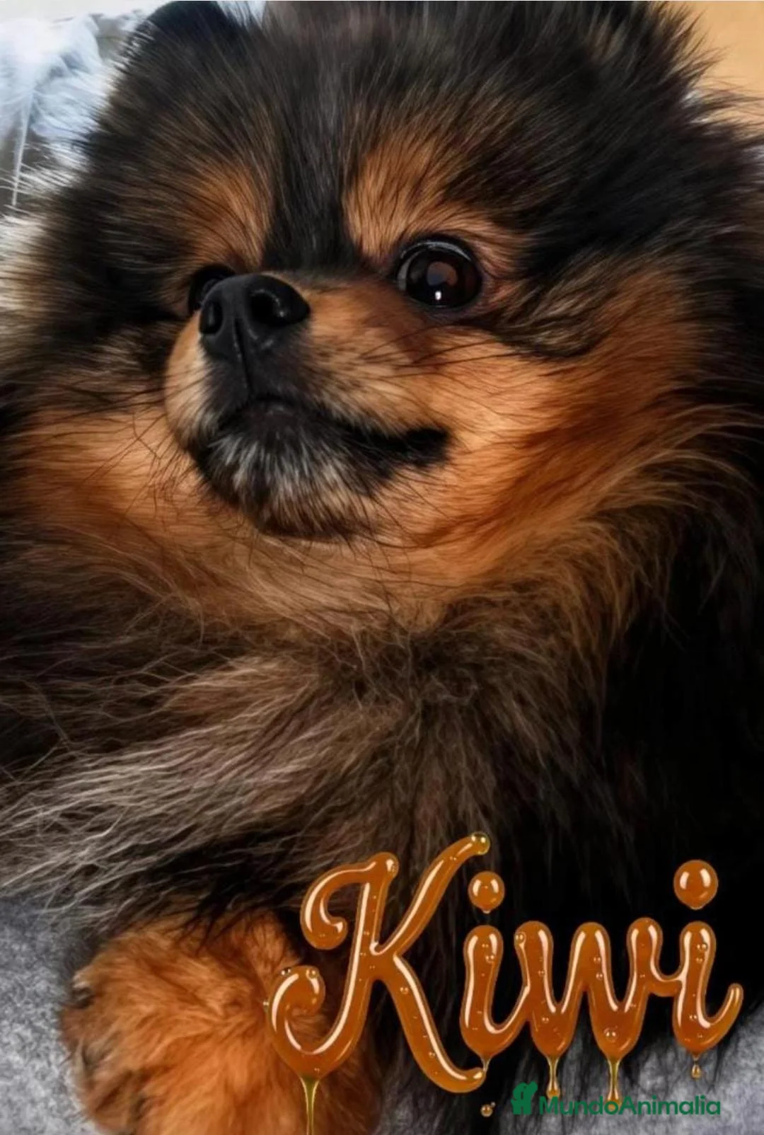 Pomerania perros en venta: POMERANIA TOY - Anuncio 1