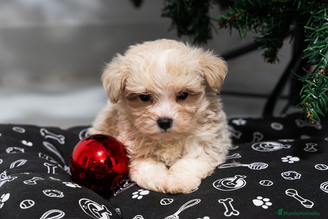 Maltipoo perros en venta: Camada exclusiva de Matipoo - Anuncio 6