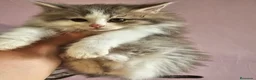 Kurilean Bobtail de Pelo Corto gatos en venta: Hembra Exótica y Hembra Kurilian - Anuncio 8