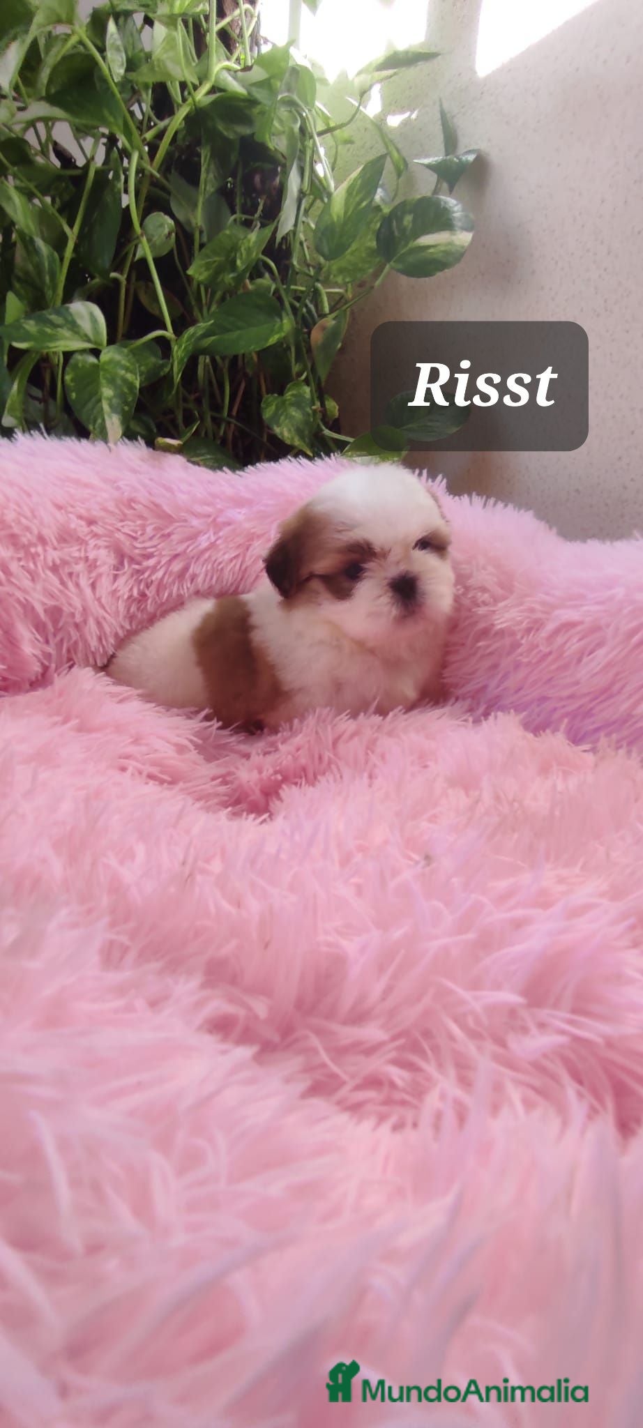 Shih Tzu perros SHIH TZUS EXCLUSIVOS  - Anuncio 1