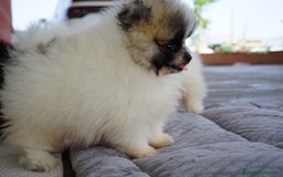 Pomerania perros en venta: 🐾 Frosty, Tívoli y Strike 🐾 - Imagen 2