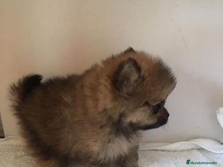 Pomerania perros en Badajoz - Anuncio 1