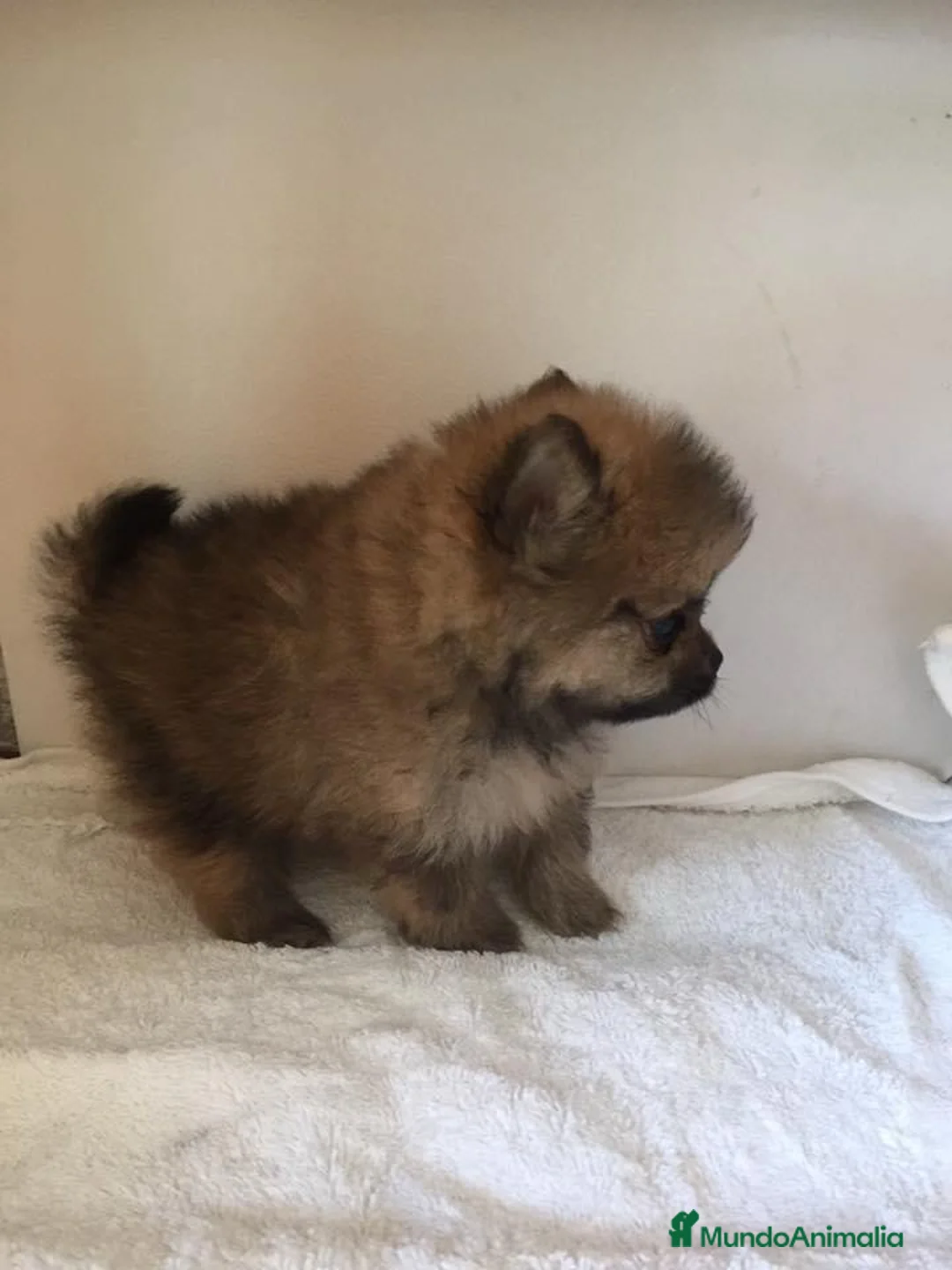 Pomerania perros en venta: OSITOS DE PELUCHE DISPONIBLES//// en Badajoz - Anuncio 1