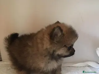 Pomerania perros OSITOS DE PELUCHE DISPONIBLES//// en Badajoz - Anuncio 35