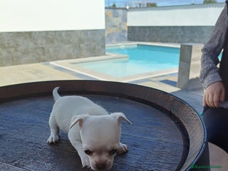 Chihuahua perros - Anuncio 15