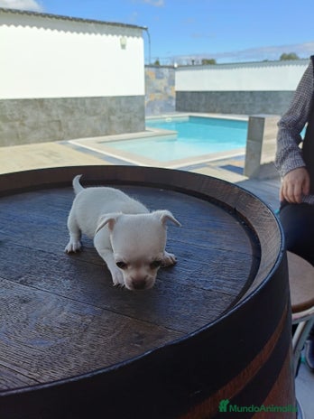 Chihuahua perros - Anuncio 12