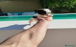 Chihuahua perros en venta: Chihuahua  - Imagen 6