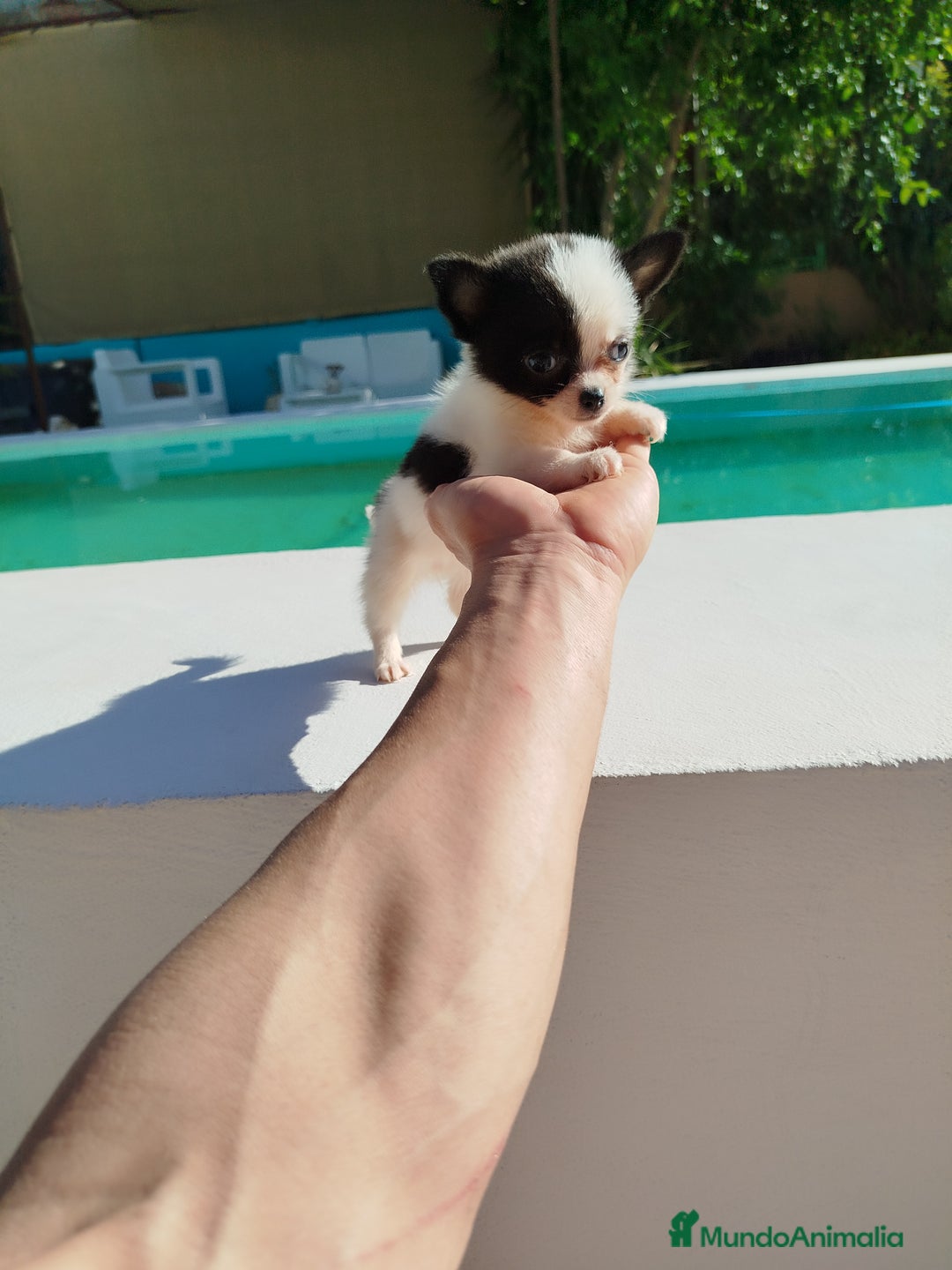 Chihuahua perros en venta: Chihuahua  - Imagen 6