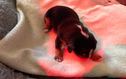 Xoloitzcuintle - Perro Sin Pelo Mexicano perros en adopcion: Xoloitzcuiltle - Anuncio 2