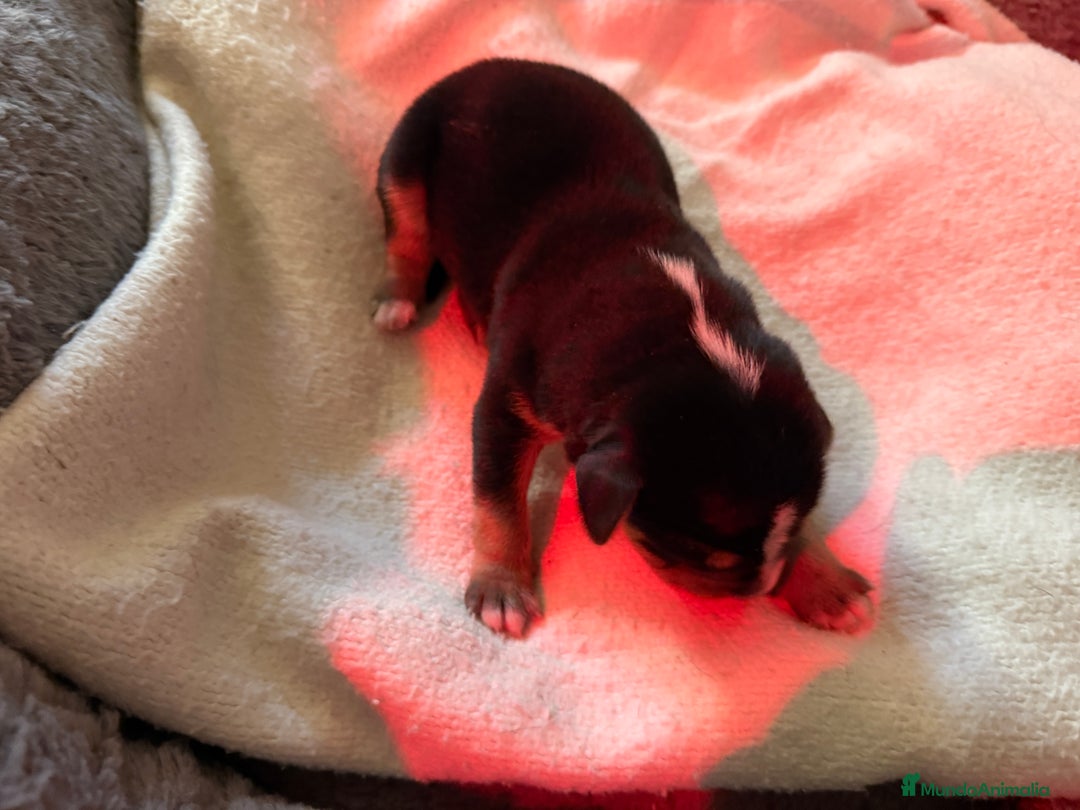 Xoloitzcuintle - Perro Sin Pelo Mexicano perros en adopcion: Xoloitzcuiltle - Anuncio 2