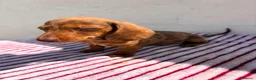 Teckel Miniatura perros en venta: Teckel Kaninchen - Anuncio 3