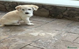 Labrador Retriever perros en venta: Labrador retriever  - Anuncio 3