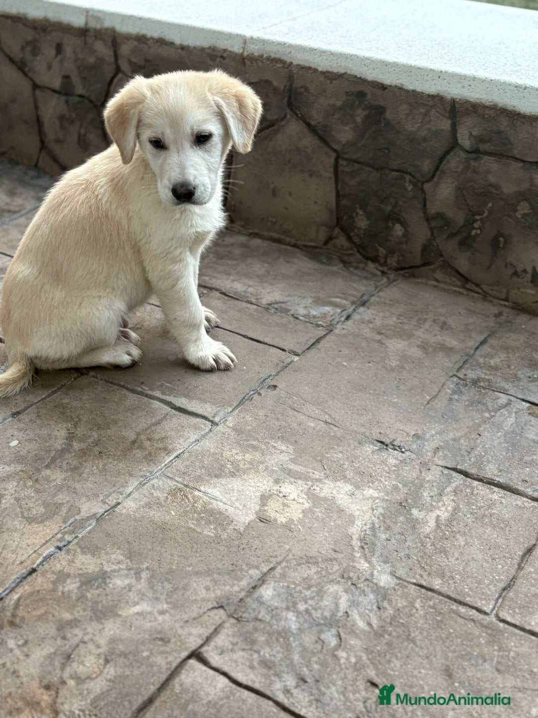 Labrador Retriever perros en venta: Labrador retriever  - Anuncio 3