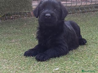 Schnauzer Gigante perros Schnauzer gigante - Anuncio 1