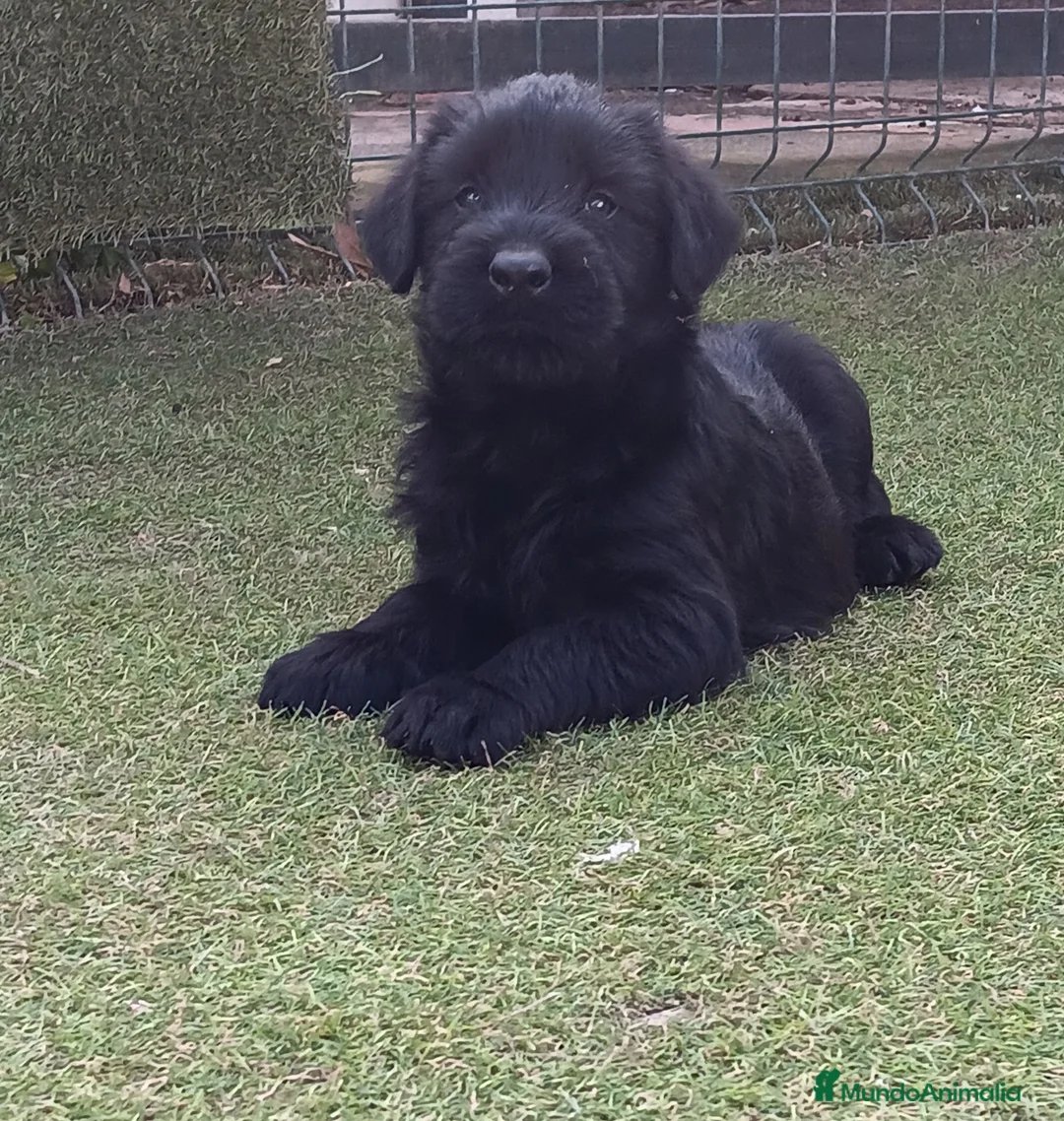 Schnauzer Gigante perros en venta: Schnauzer gigante  - Anuncio 1