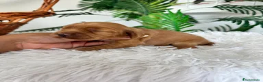 Cocker Spaniel Inglés 1