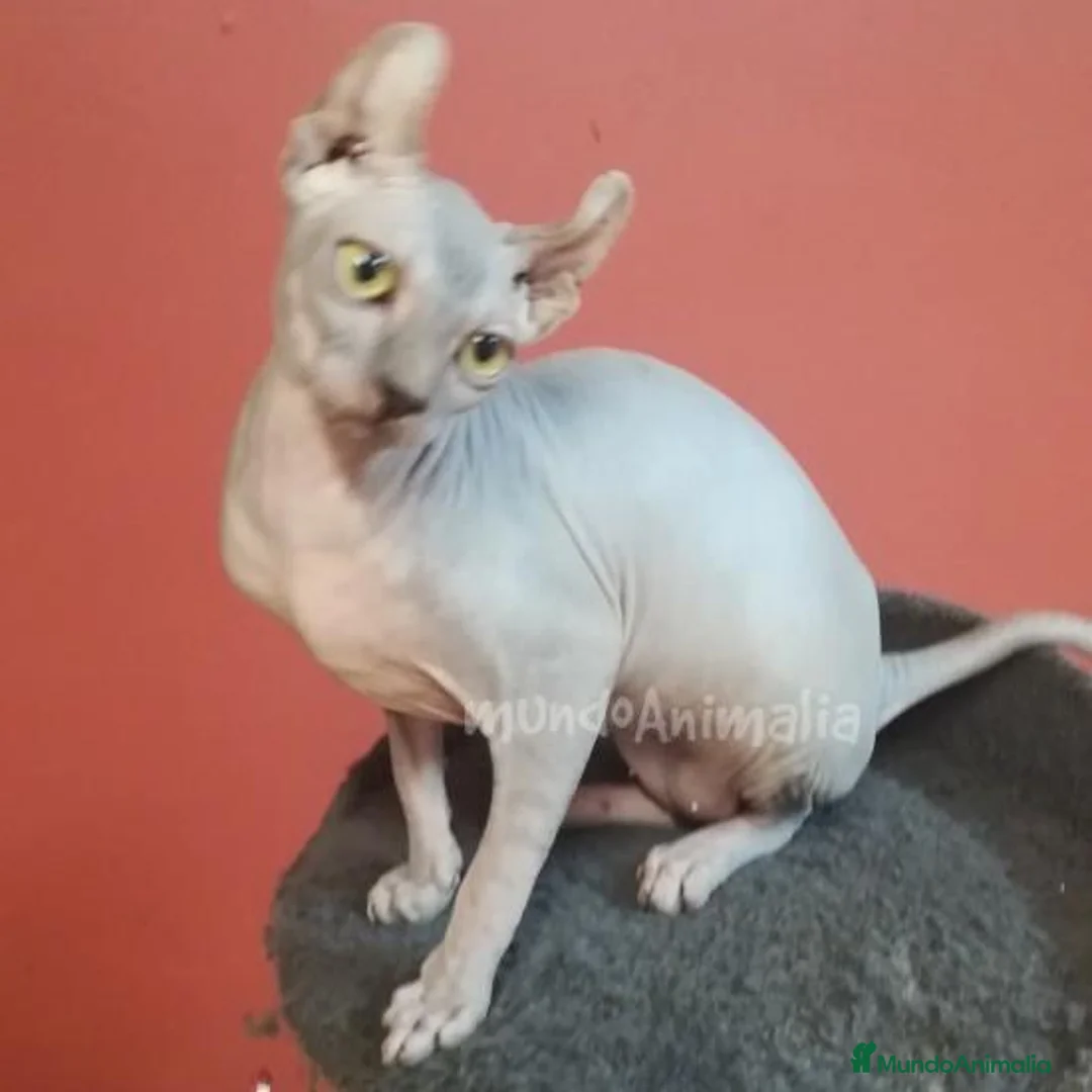 Imagen de galería {{count}}