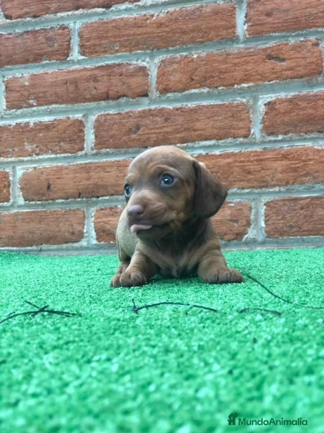 Teckel Miniatura perros en venta: Teckel en toda España !  en Ciudad Real - Anuncio 3