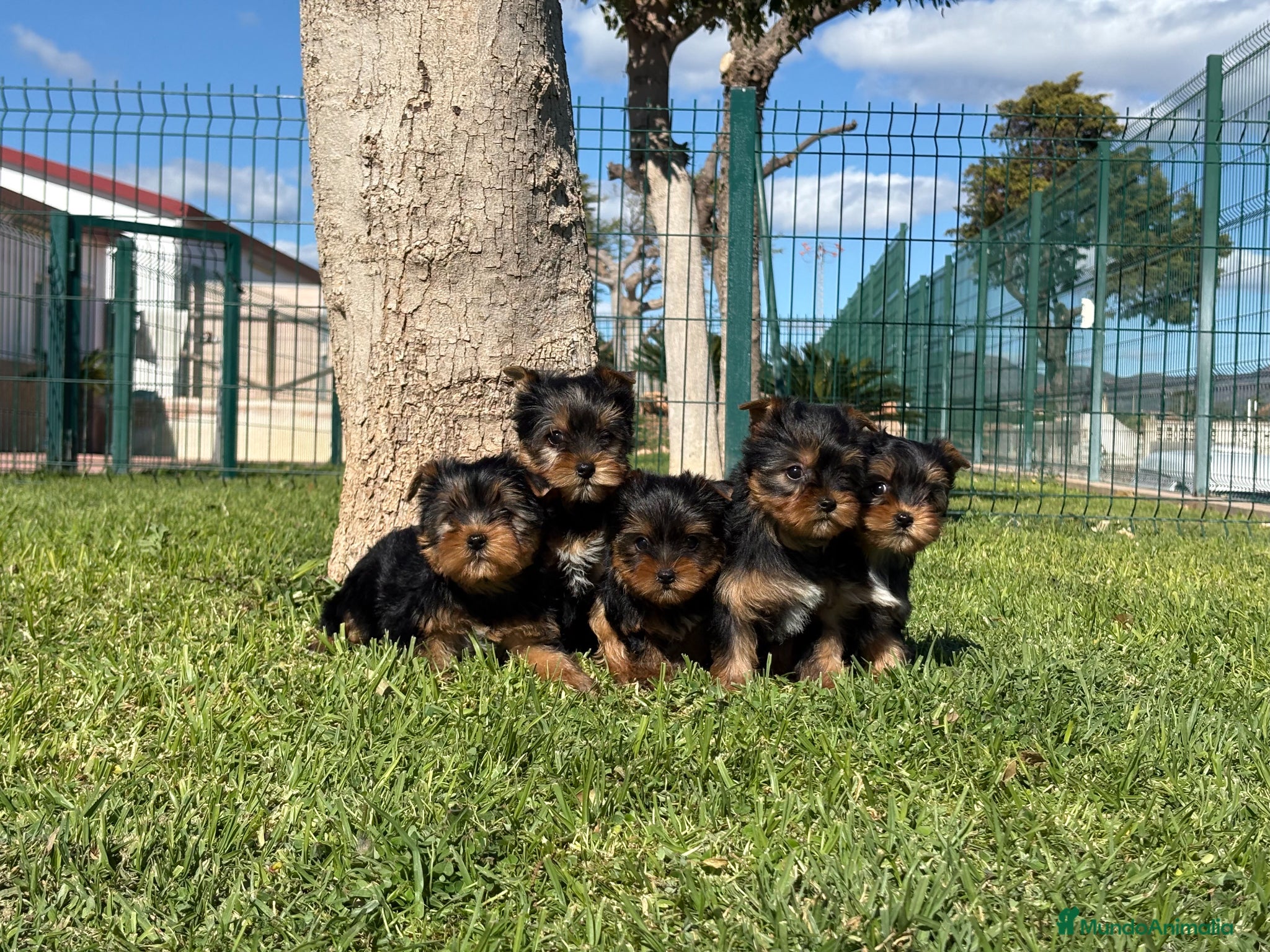 Yorkshire Terrier perros Yorkshire - Anuncio 3