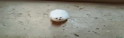 Pomerania perros en venta: POMERANIAS MACHITOS CHIQUITINES  - Anuncio 3