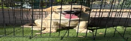 Pastor de Asia Central perros en venta: Cachorro macho Alabai 3 meses  - Anuncio 3