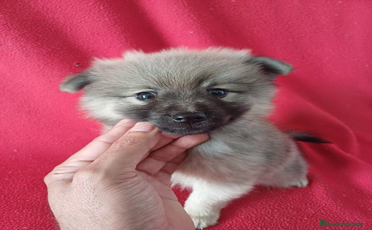 Pomerania perros Pomerania Standar  - Anuncio 4