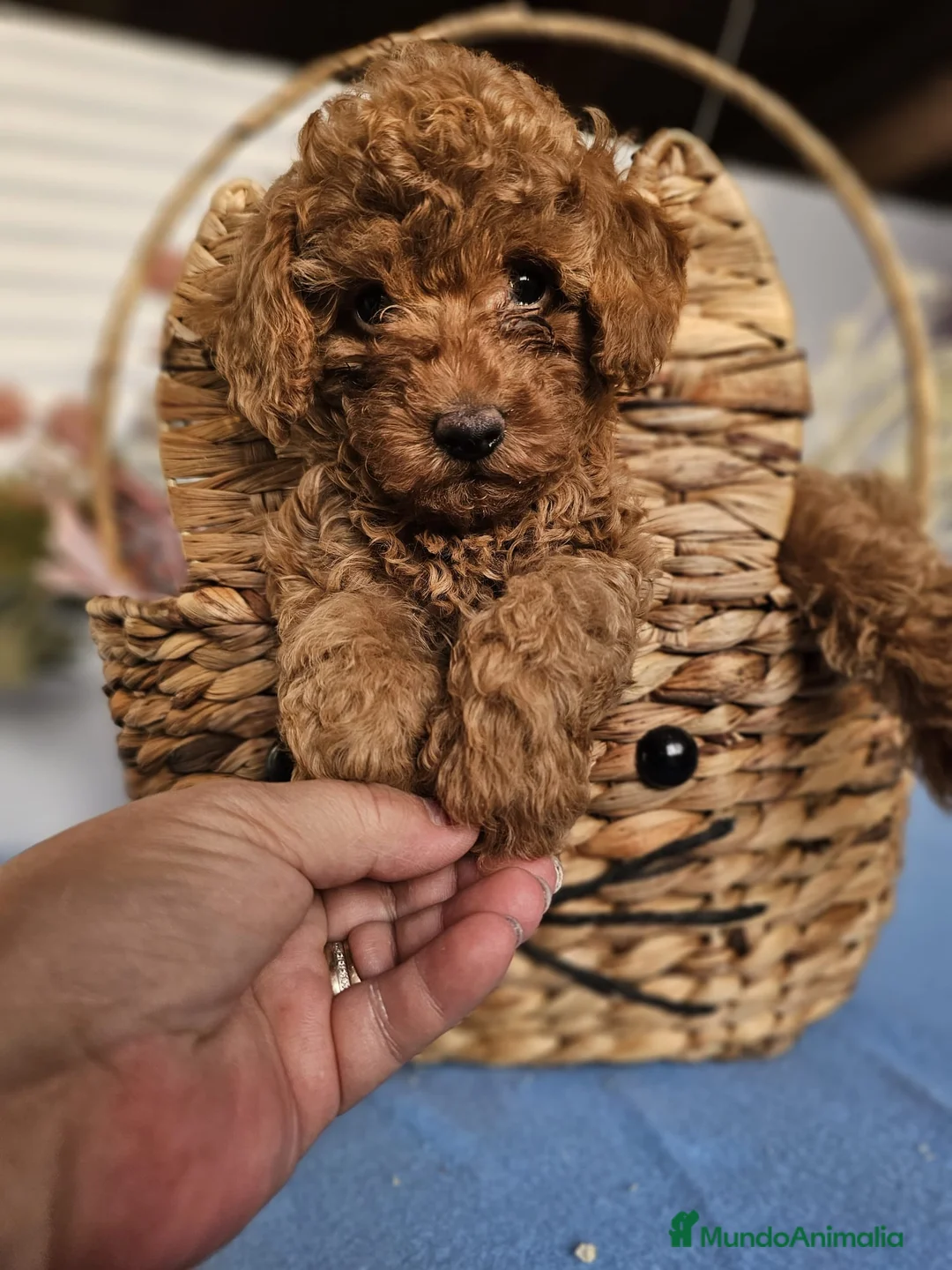 Caniche Toy perros en venta: CAMADA DE CANICHE TOY  en Málaga - Anuncio 3