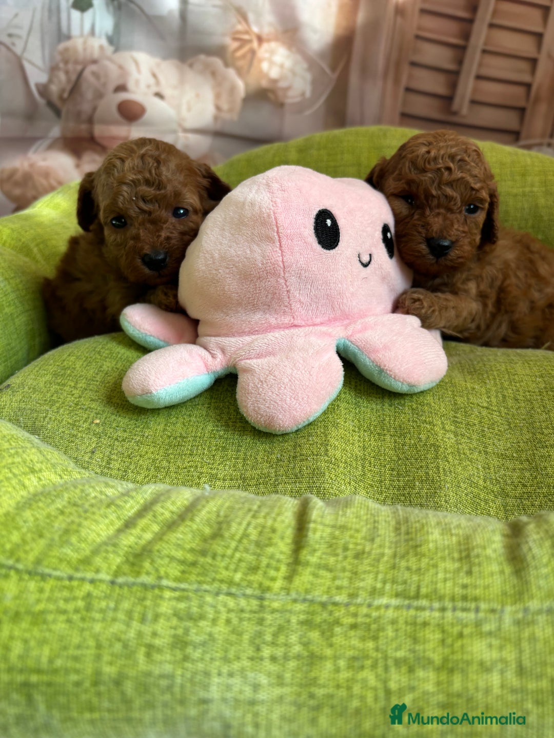 Caniche Toy perros en venta: Caniche Toy rojo hembras y macho  - Anuncio 5