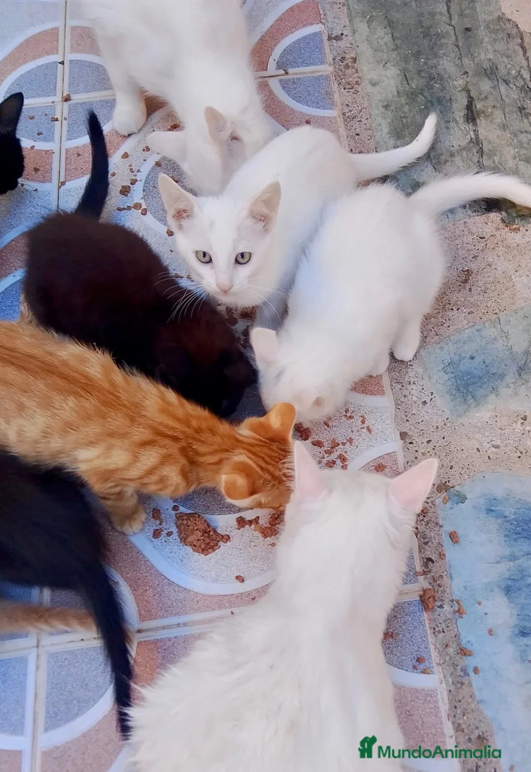 Raza Mixta gatos en venta: Camada de Gatitos  - Anuncio 2