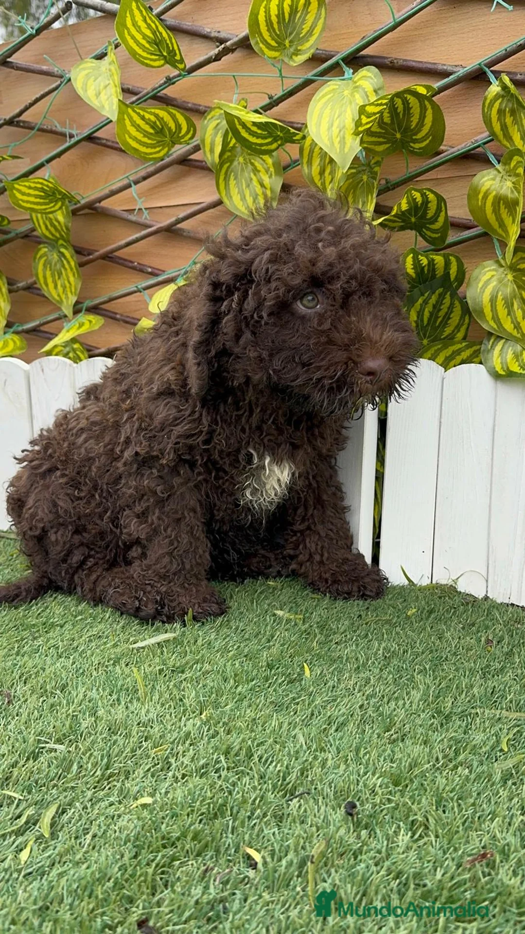 Perro de Agua Español perros en venta: PERRO DE AGUA MACHO - Anuncio 14