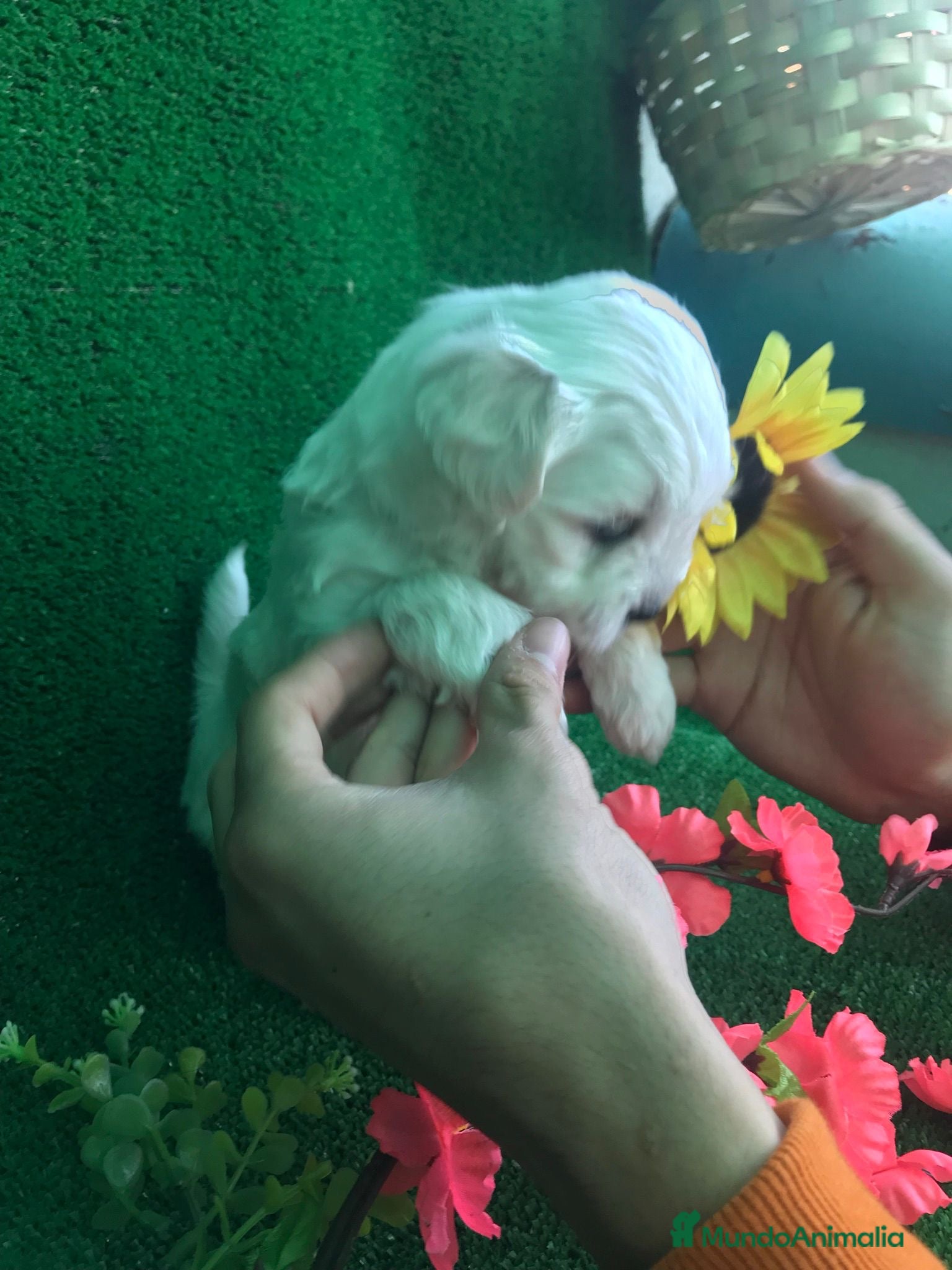 Bichón Maltés perros BICHON MALTÉS /// CACHORROS !!!! en Badajoz - Anuncio 2