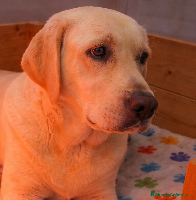 Labrador Retriever perros LABRADOR RETRIEVER  - Anuncio 1