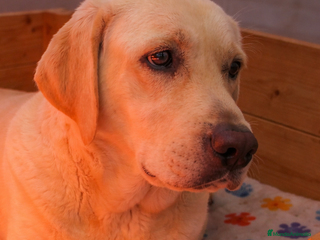 Labrador Retriever perros LABRADOR RETRIEVER - Anuncio 1