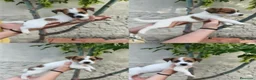 Jack Russell Terrier perros en venta: Cachorros de Jack Russell - Anuncio 3